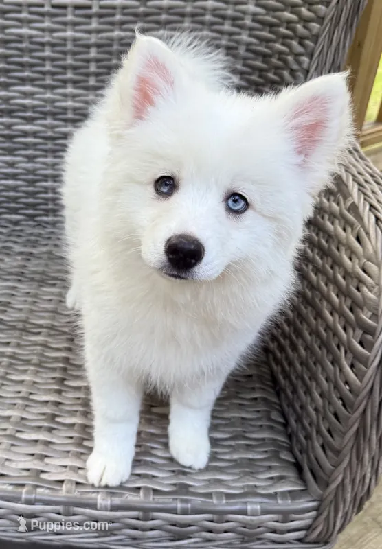 Lotus – Pomsky puppy for sale in Winchendon, MA