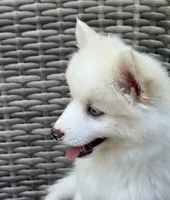 Petunia, a female Pomsky for sale in Winchendon, MA – 5 of 9