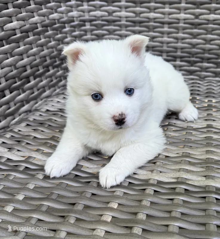 Ophelia – Pomsky puppy for sale in Winchendon, MA