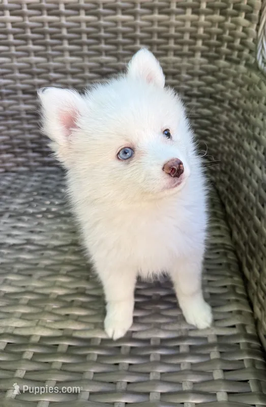 Aster – Pomsky puppy for sale in Winchendon, MA