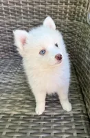 Aster, a male Pomsky for sale in Winchendon, MA – 1 of 8