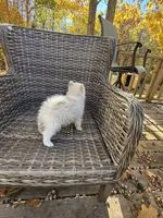 Denali, a male Pomsky for sale in Winchendon, MA – 4 of 5