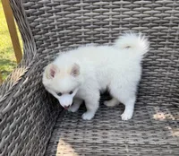 Petunia, a female Pomsky for sale in Winchendon, MA – 6 of 9