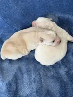 Stitch, a male Pomsky for sale in Winchendon, MA – Photo 3 of 3