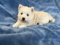 Stitch, a male Pomsky for sale in Winchendon, MA – Photo 2 of 3