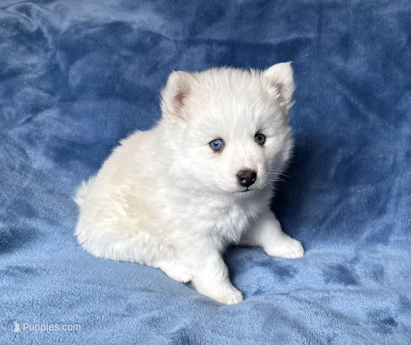 Stitch – Pomsky puppy for sale in Winchendon, MA