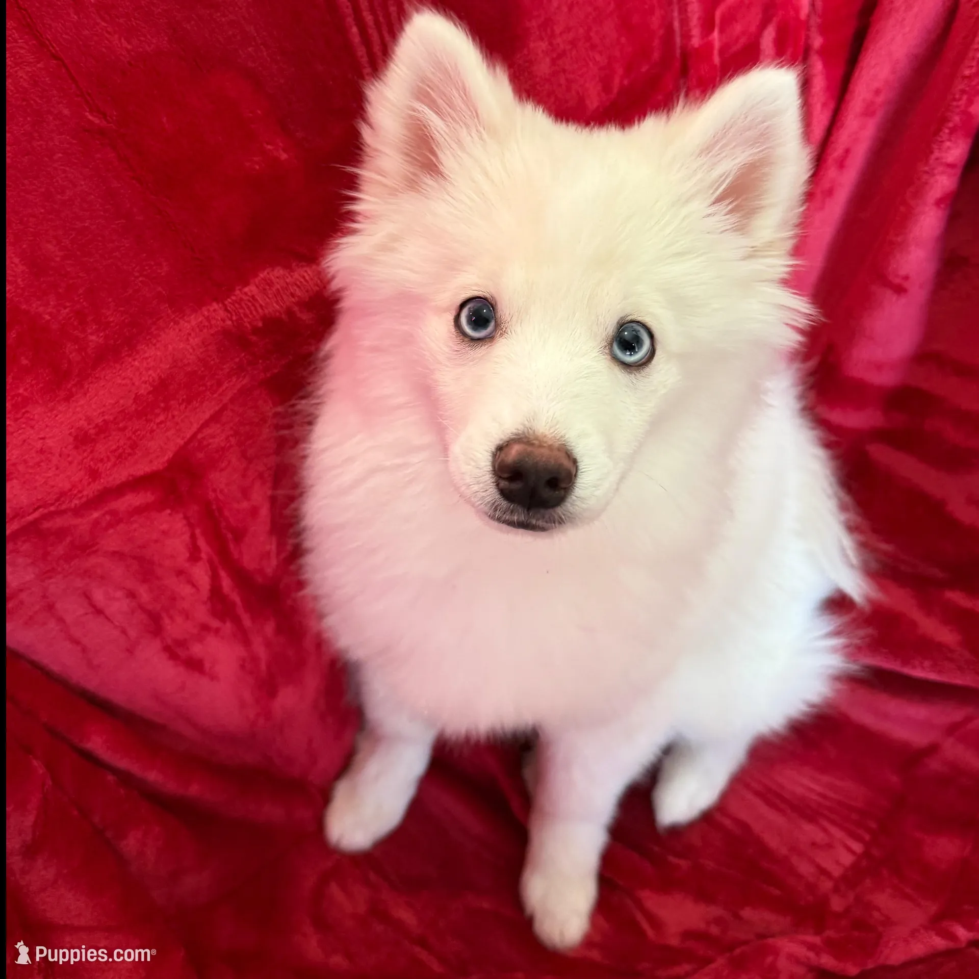 Fern, a male Pomsky for sale in Hudson, NH – Photo 5 of 6