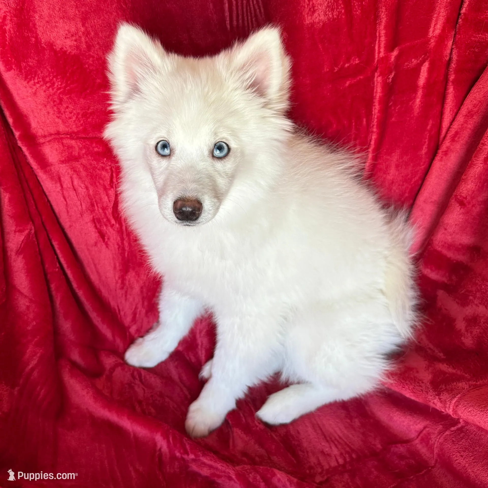 Fern, a male Pomsky for sale in Hudson, NH – Photo 6 of 6
