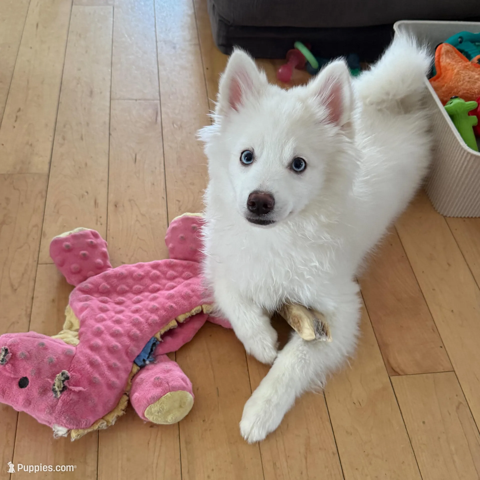 Fern, a male Pomsky for sale in Hudson, NH – Photo 3 of 6