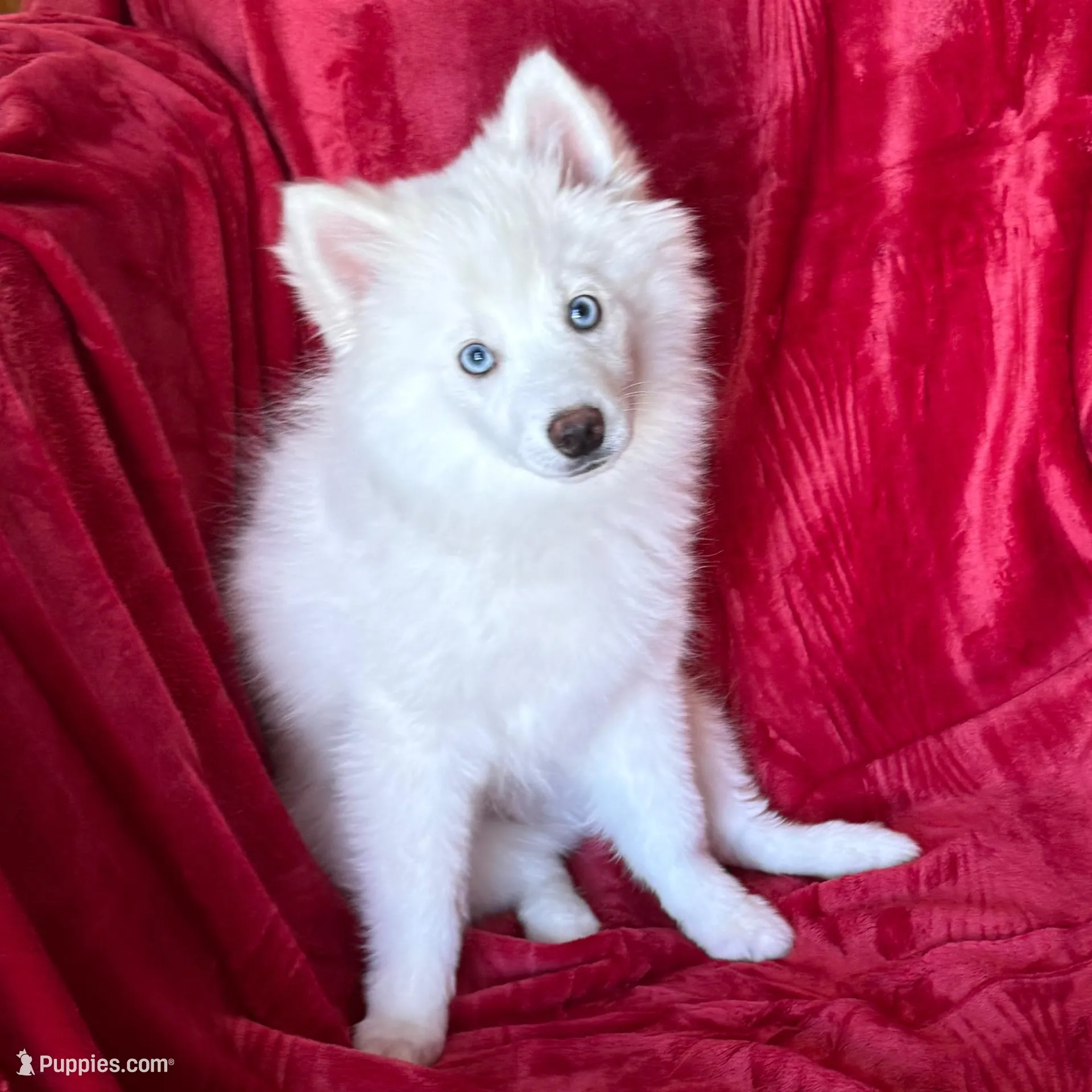 Fern, a male Pomsky for sale in Hudson, NH – Photo 4 of 6