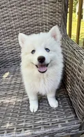 Lotus, a female Pomsky for sale in Winchendon, MA – 5 of 6