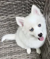 Petunia, a female Pomsky for sale in Winchendon, MA – 7 of 9
