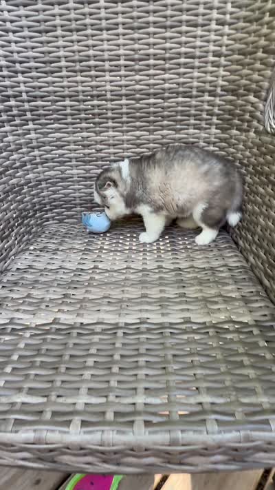 Tybalt, a male Pomsky for sale in Winchendon, MA – 8 of 10