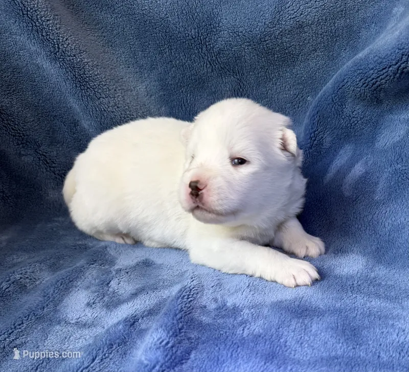 Hamlet – Pomsky puppy on hold in Winchendon, MA