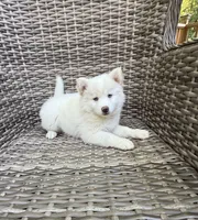 Bluebell, a female Pomsky for sale in Winchendon, MA – 9 of 10