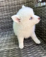 Aster, a male Pomsky for sale in Winchendon, MA – 7 of 8