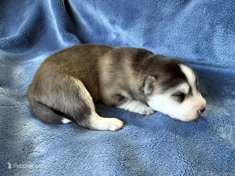 Romeo – Pomsky puppy for sale in Winchendon, MA