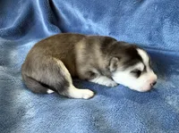 Romeo, a male Pomsky for sale in Winchendon, MA – 2 of 4