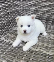 Ophelia, a female Pomsky for sale in Winchendon, MA – 2 of 5