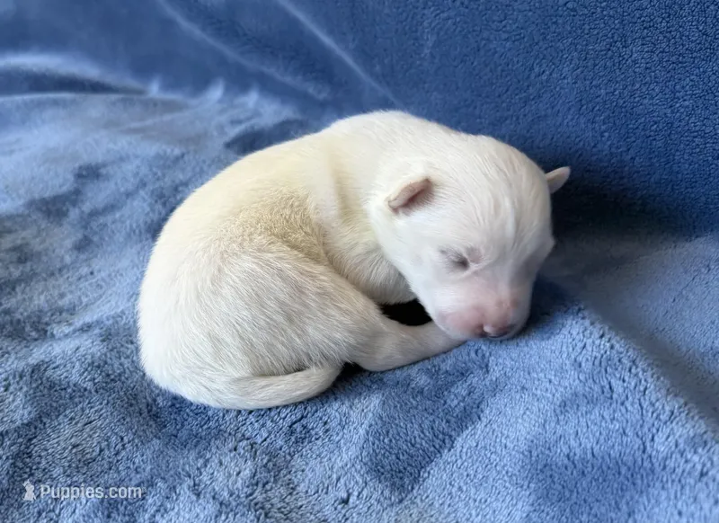 Bluebell – Pomsky puppy for sale in Winchendon, MA