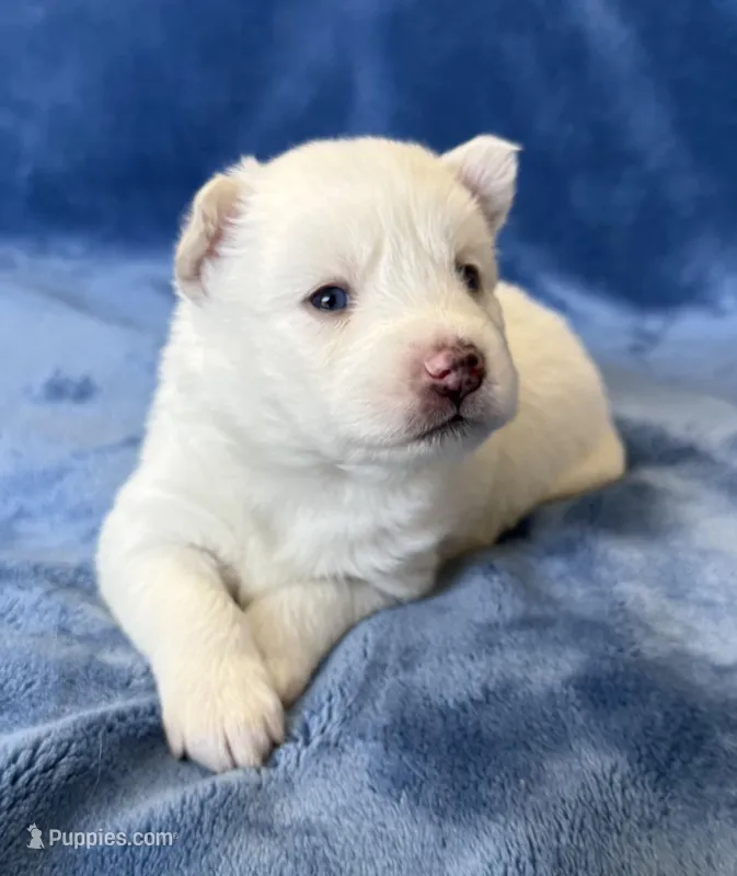 Bluebell – Pomsky puppy for sale in Winchendon, MA