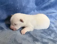 Bluebell, a female Pomsky for sale in Winchendon, MA – Photo 3 of 3