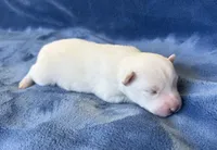 Bluebell, a female Pomsky for sale in Winchendon, MA – Photo 2 of 3