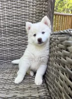Bluebell, a female Pomsky for sale in Winchendon, MA – 6 of 10