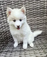 Petunia, a female Pomsky for sale in Winchendon, MA – 3 of 6