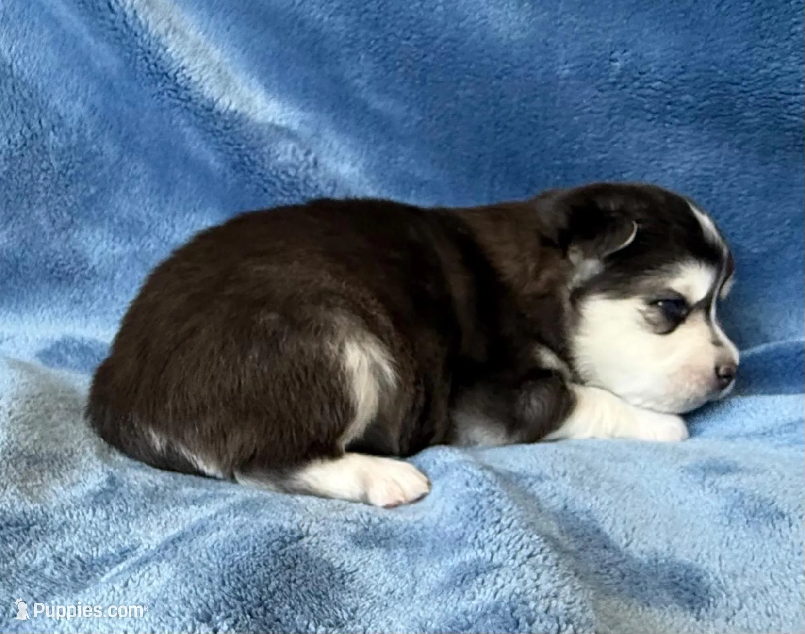 Poppy, a male Pomsky for sale in Winchendon, MA – 5 of 5