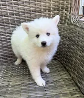 Lotus, a female Pomsky for sale in Winchendon, MA – 4 of 7