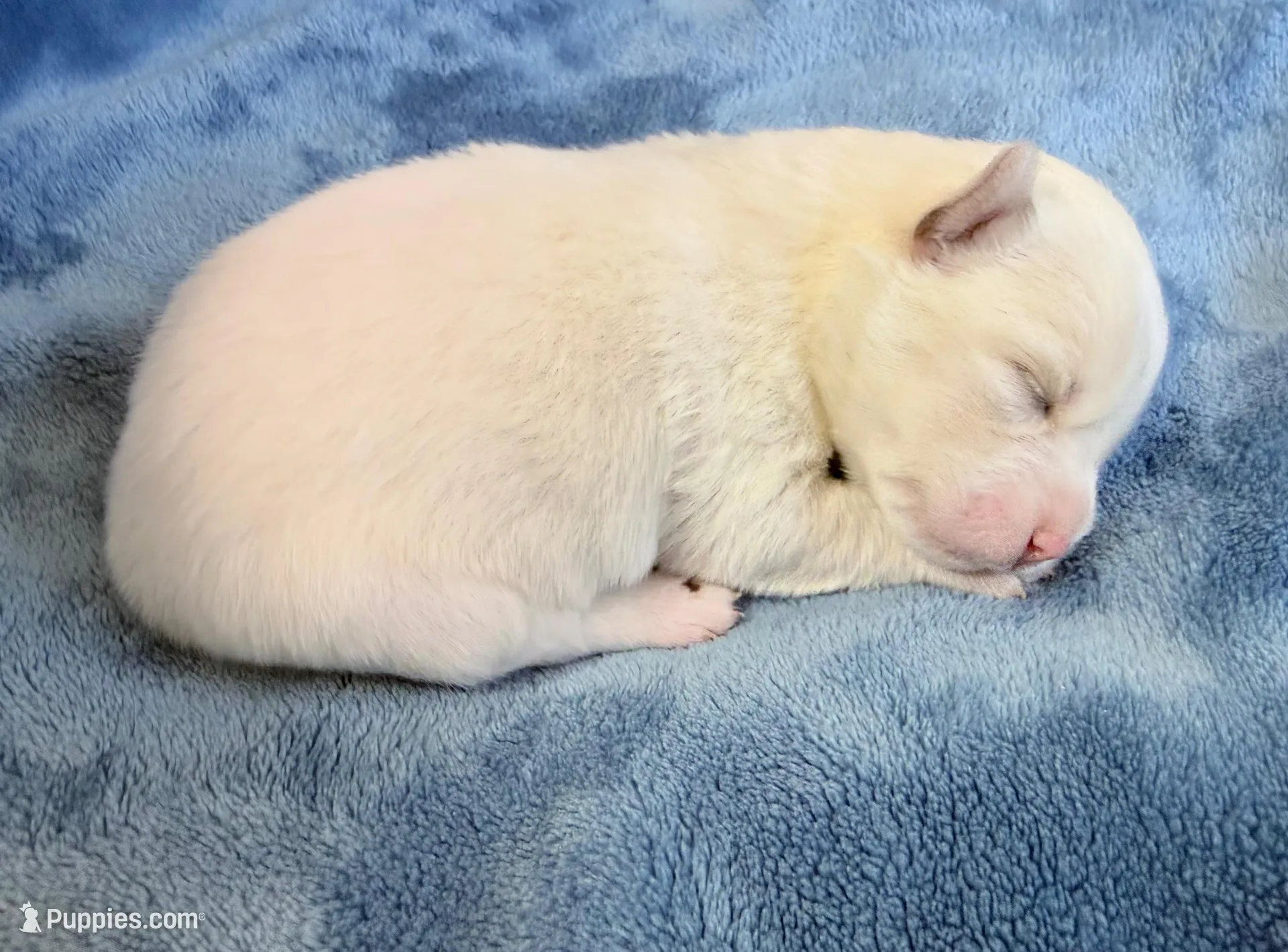Petunia, a female Pomsky for sale in Winchendon, MA – Photo 3 of 3