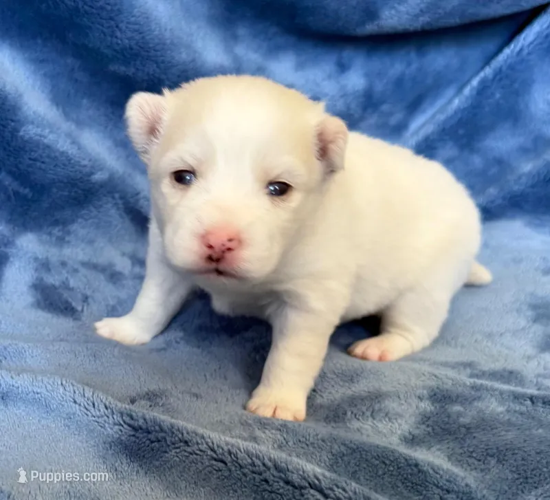 Petunia – Pomsky puppy for sale in Winchendon, MA