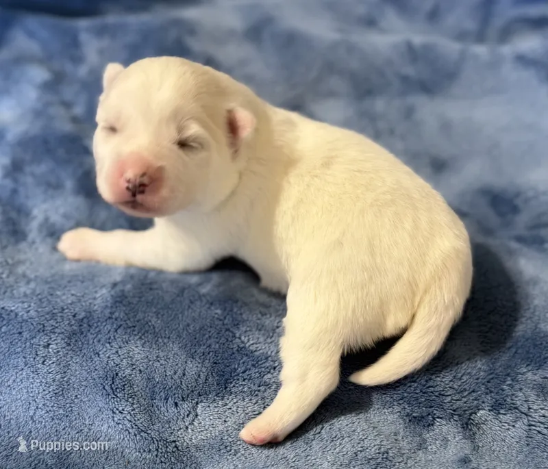 Ophelia – Pomsky puppy for sale in Winchendon, MA