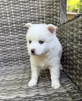 Ophelia, a female Pomsky for sale in Winchendon, MA – 4 of 5