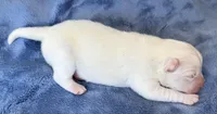 Hamlet, a male Pomsky for sale in Winchendon, MA – 3 of 4