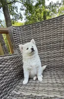 Bluebell, a female Pomsky for sale in Winchendon, MA – 7 of 10