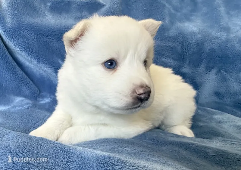 Bluebell – Pomsky puppy for sale in Winchendon, MA