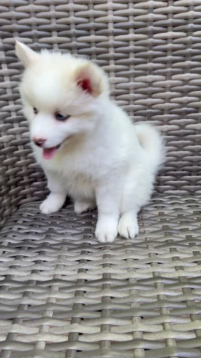 Petunia, a female Pomsky for sale in Winchendon, MA – 6 of 6