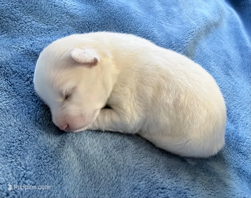 Petunia – Pomsky puppy for sale in Winchendon, MA