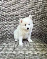 Lotus, a female Pomsky for sale in Winchendon, MA – 3 of 7