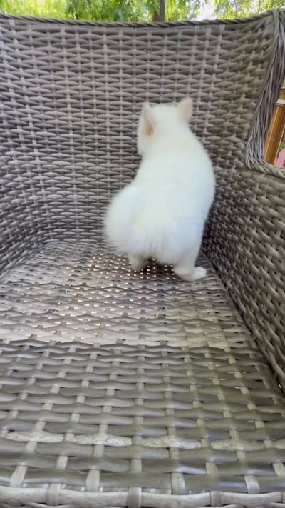 Bluebell, a female Pomsky for sale in Winchendon, MA – 10 of 10