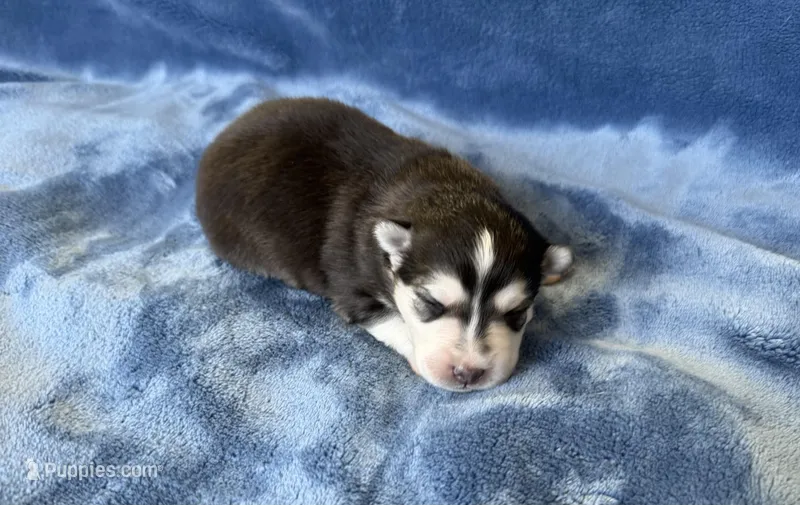 Poppy – Pomsky puppy for sale in Winchendon, MA