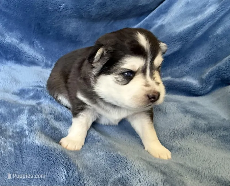 Poppy – Pomsky puppy for sale in Winchendon, MA