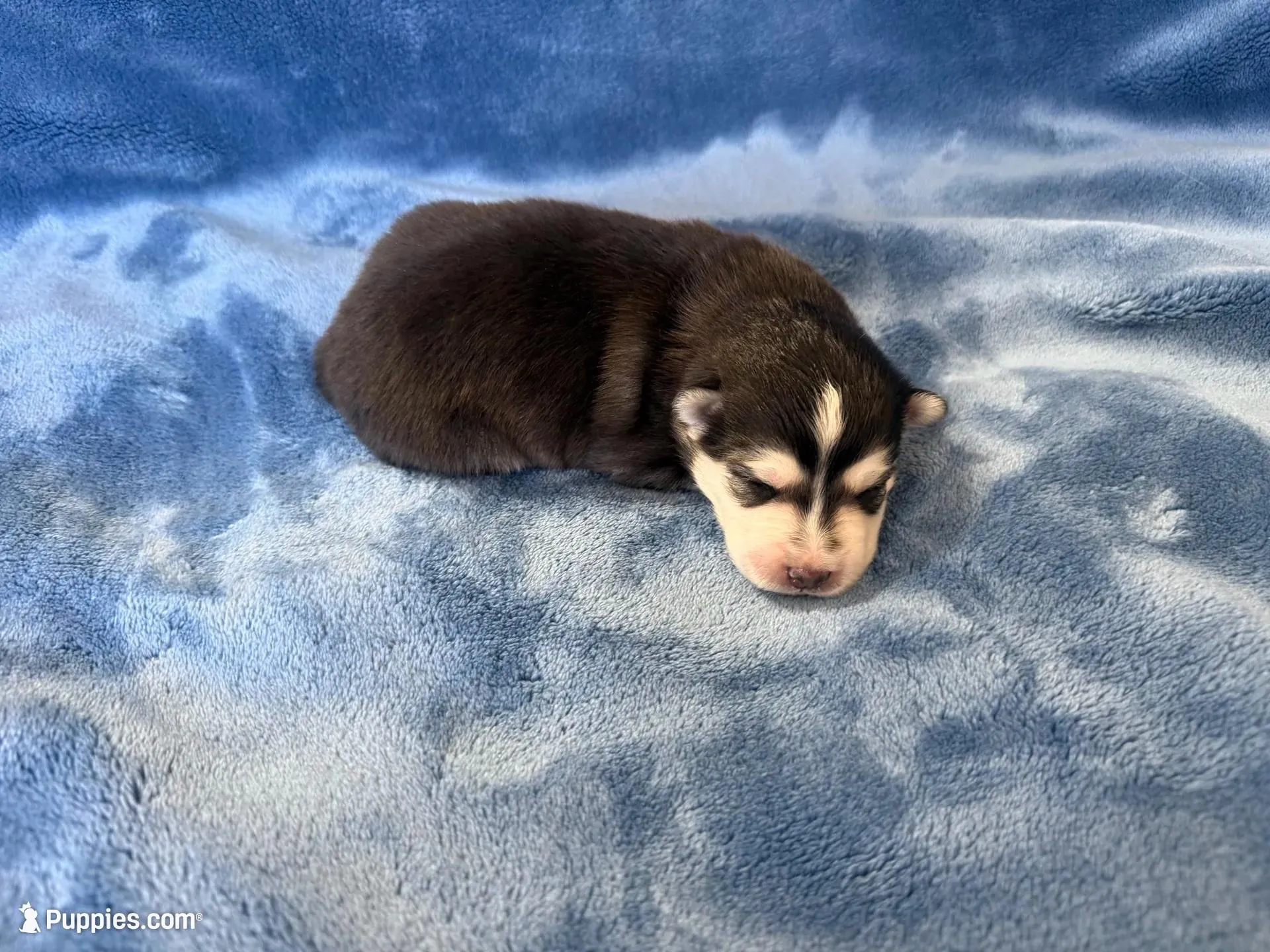 Poppy, a male Pomsky for sale in Winchendon, MA – Photo 3 of 3