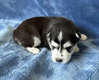 Poppy, a male Pomsky for sale in Winchendon, MA – 3 of 5