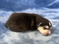 Poppy, a male Pomsky for sale in Winchendon, MA – Photo 2 of 3