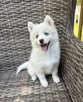 Petunia, a female Pomsky for sale in Winchendon, MA – 2 of 9