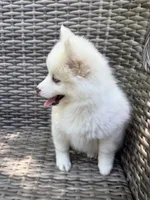 Petunia, a female Pomsky for sale in Winchendon, MA – 3 of 9