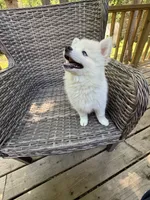 Lotus, a female Pomsky for sale in Winchendon, MA – 4 of 6